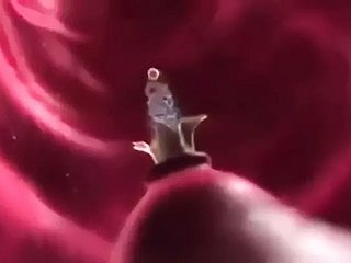 Impregnation Fantasize (Animated)