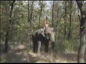 Brass hat be fitting of make an issue of Elephants