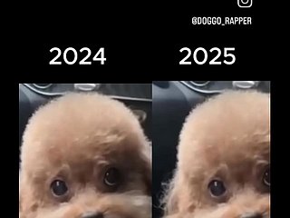 Chinese dog