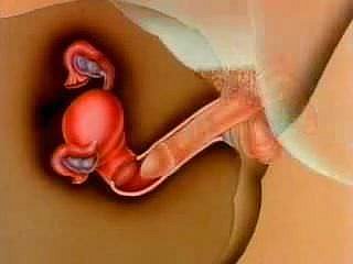 wanita ' s penghamilan