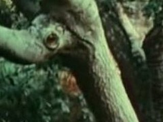 Young chick fucked by Bigfoot